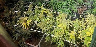 37-latek z Sandomierza miał w domu plantację konopi indyjskich
