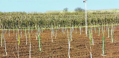 Kradną drzewka na potęgę!  [Czytaj w gazecie]