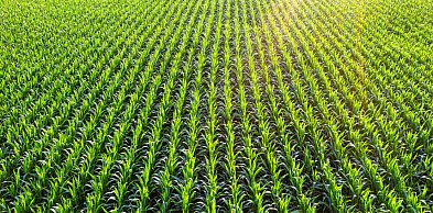 Szarłat szorstki w kukurydzy pod presją. Jak skutecznie ograniczyć chwast, zanim..