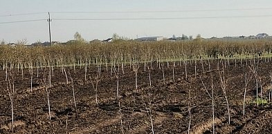 Znów kradzież drzewek owocowych. Złodzieje wyrwali 170 sztuk wiśni!