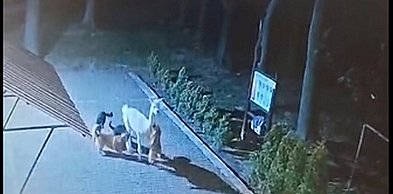 Psy zagryzły alpaki w ośrodku dla autystycznych dzieci koło Opatowa.