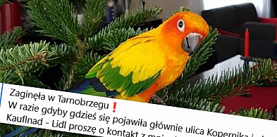 W Tarnobrzegu zaginęła rzadka papuga [ZDJĘCIA]-225408