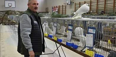 Skrzydlate piękności i króliki na wystawie w Sandomierzu [ZDJĘCIA][WIDEO]-228099