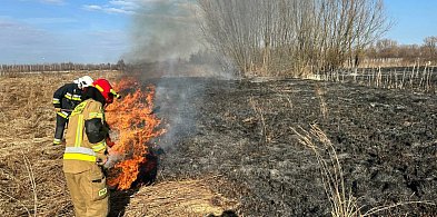Siedem razy wyjeżdżali w niedzielę gasić nieużytki. Tylko w jednym powiecie!