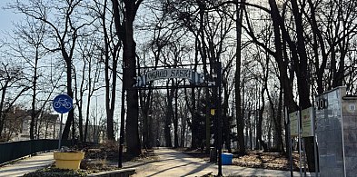 Ogród Saski w Sandomierzu bez ptasich gniazd