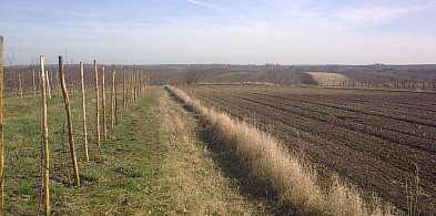 Kolejna kradzież drzewek owocowych. Sadownik z gm. Obrazów poniósł duże straty