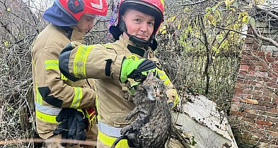 Strażacy uratowali kota, który wpadł do 15-metrowej studni-227489