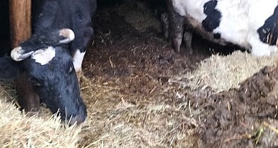 Krowy i psy odebrane gospodarzowi! [Czytaj w gazecie]-227937