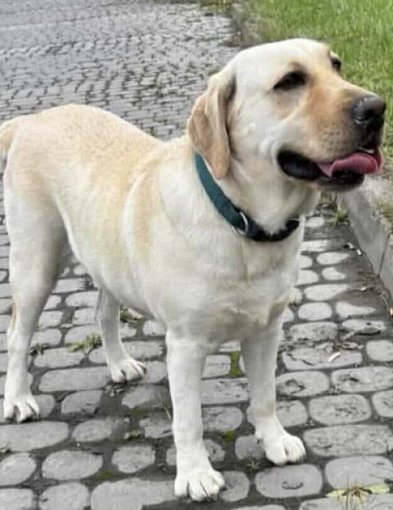 Pomóżmy odnaleźć Boni. Labrador zaginął w okolicach Bogorii-225993