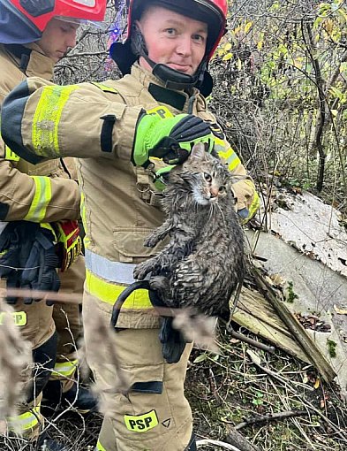 Strażacy uratowali kota, który wpadł do 15-metrowej studni-227489
