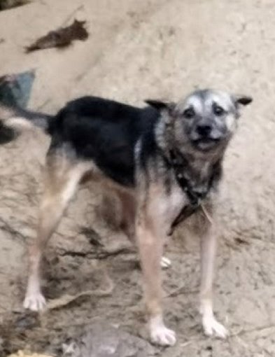 Obrońcy zwierząt: „To przedłużenie cierpienia tysięcy psów” [Czytaj w gazecie]-228477