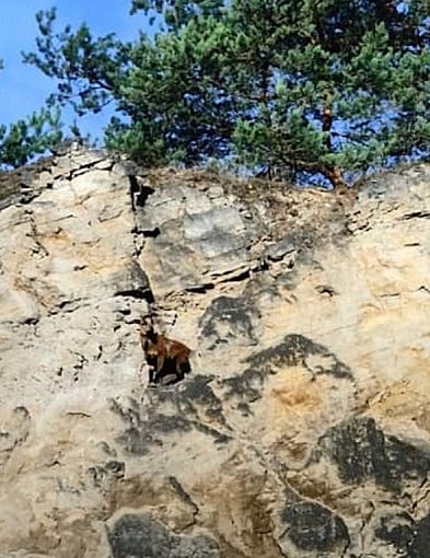 Owca kameruńska utknęła na skałach kamieniołomu. Interweniowali strażacy