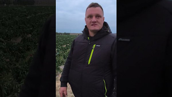 Rolnik spod Sandomierza oddaje za darmo paprykę. Dlaczego zdecydował się na taki krok?