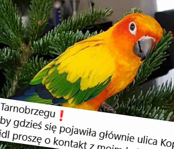W Tarnobrzegu zaginęła rzadka papuga [ZDJĘCIA]-225408