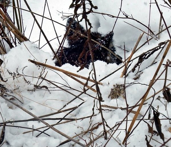 Dramat nad rzeką Łęg. Służby ratowały uwięzionego psa-229513