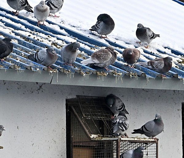 Dramat gołębi z Tarnobrzega głośny w całej Polsce
