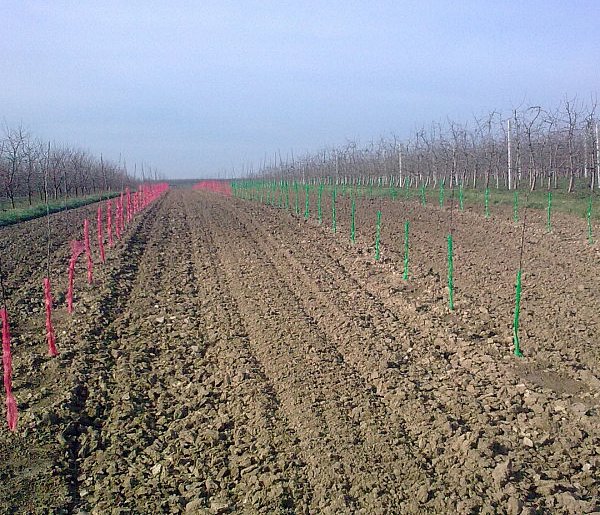 Skradziono 250 drzewek wiśni. Drzewka zostały wyrwane z pola