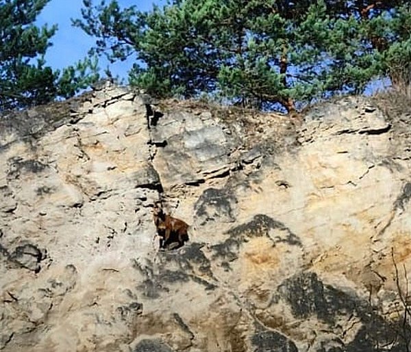 Owca kameruńska utknęła na skałach kamieniołomu. Interweniowali strażacy