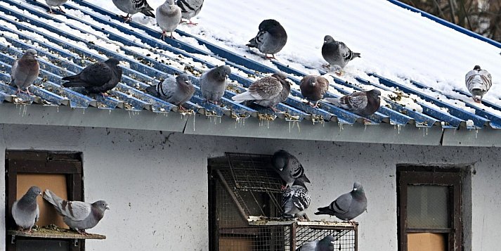 Dramat gołębi z Tarnobrzega głośny w całej Polsce