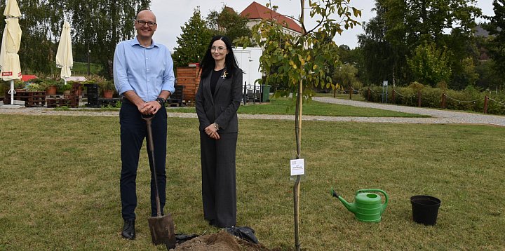 Nowe drzewa w Alei Krzemienia Pasiastego -225540