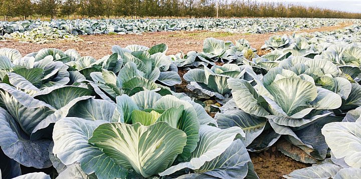 Samozbiory zrobiły "karierę". Zaczęło się od...-227120