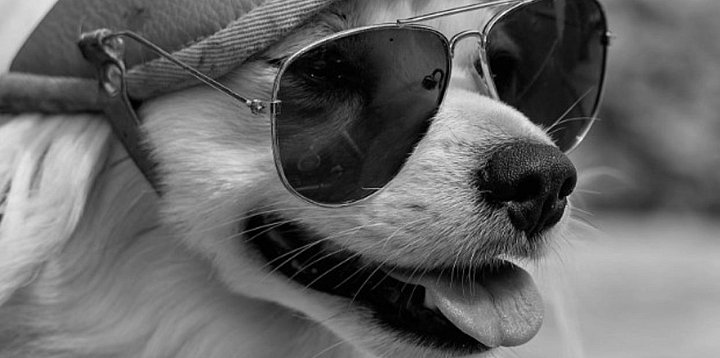 Odeszła suczka w okularach i kasku