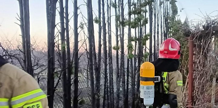 Zapalił się żywopłot z tui. Z ogniem walczyły...