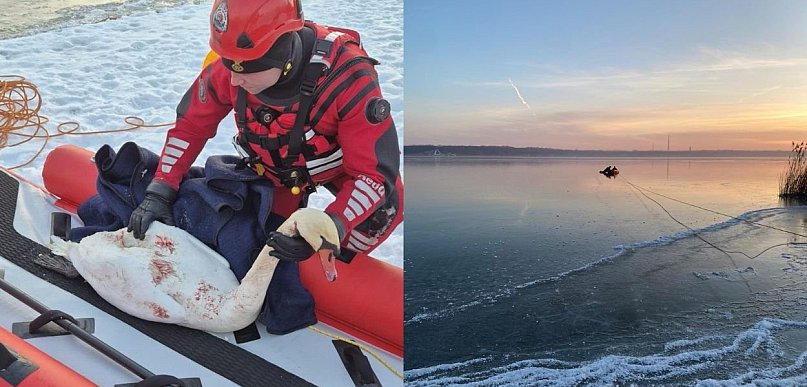 Akcja ratunkowa na zamarzniętym jeziorze. Ratowano łabędzia