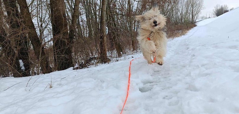 Dobre warunki w Przytulisku na Wiśniowej w Sandomierzu. Wyniki kontroli
