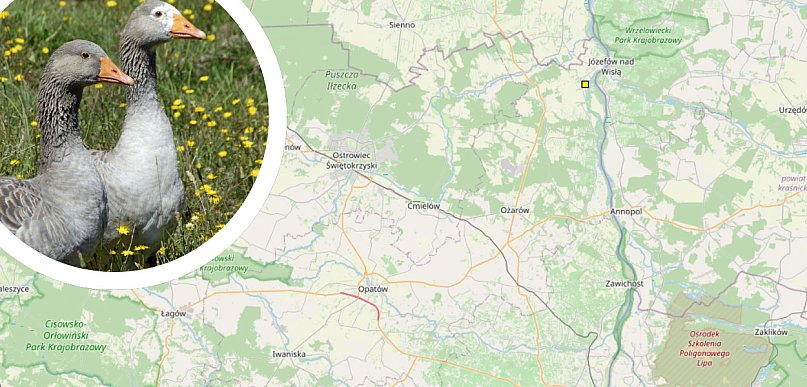 Ptasia grypa w Świętokrzyskiem. Strefa zakażenia w powiecie opatowskim