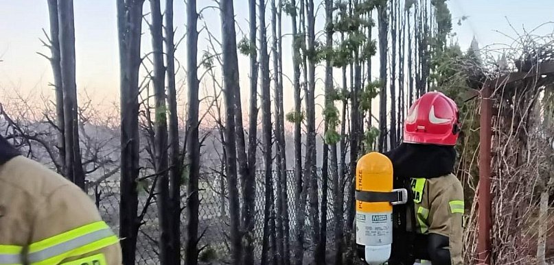 Zapalił się żywopłot z tui. Z ogniem walczyły trzy zastępy straży pożarnej