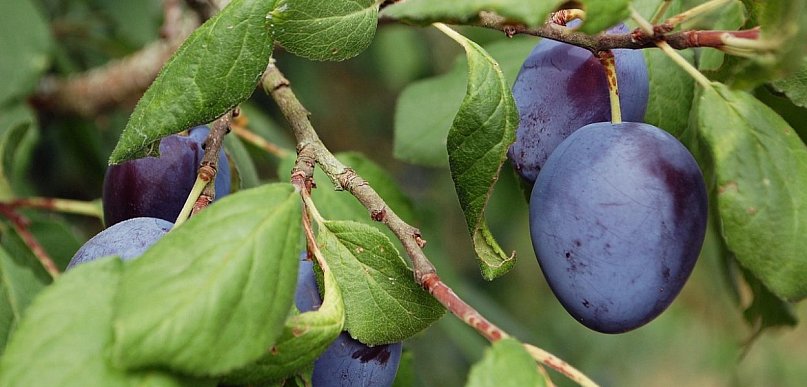 Nie tylko Węgierka – poznaj najciekawsze odmiany śliw do ogrodów przydomowych