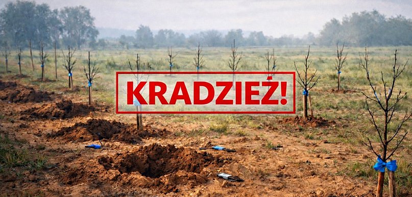 Znów kradzież drzewek w pow. sandomierskim. Łupem złodzieja padło prawie sto śliw