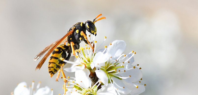 Osy i szerszenie w pobliżu domu – realne zagrożenie i dlaczego usuwanie gniazd...