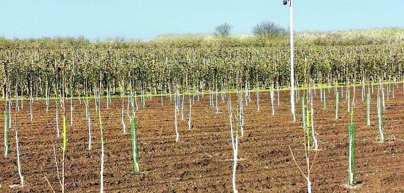 Kradną drzewka na potęgę!  [Czytaj w gazecie]