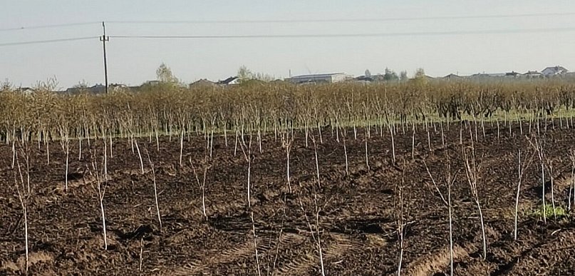 Znów kradzież drzewek owocowych. Złodzieje wyrwali 170 sztuk wiśni!