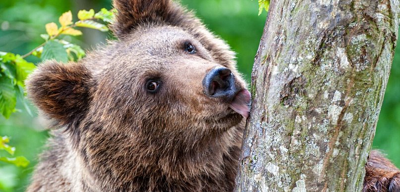 W Bieszczadach ruszyła akcja odławiania niedźwiedzi