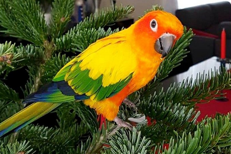 Zaginięcie rzadkiej papugi w Tarnobrzegu