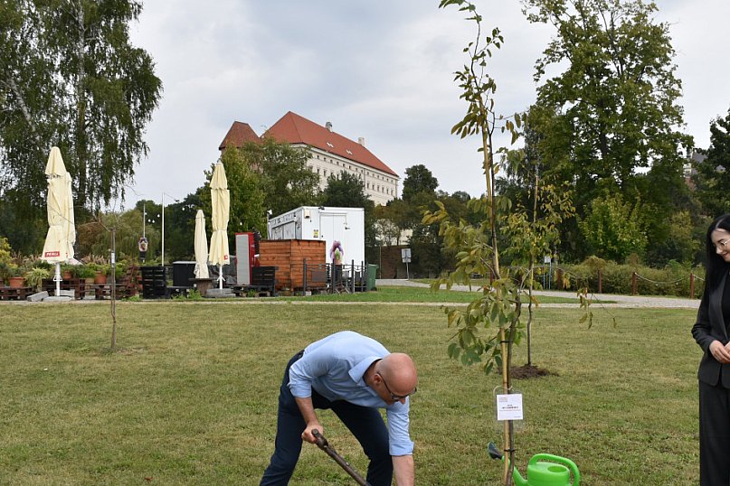 Sadzenie drzew w Alei Krzemienia Pasiastego