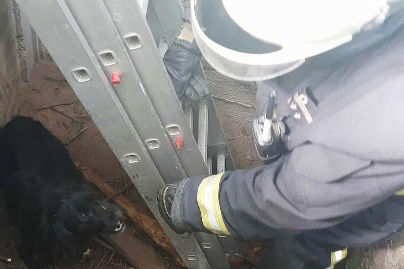 Strażacy wydobyli psa ze zbiornika na szambo