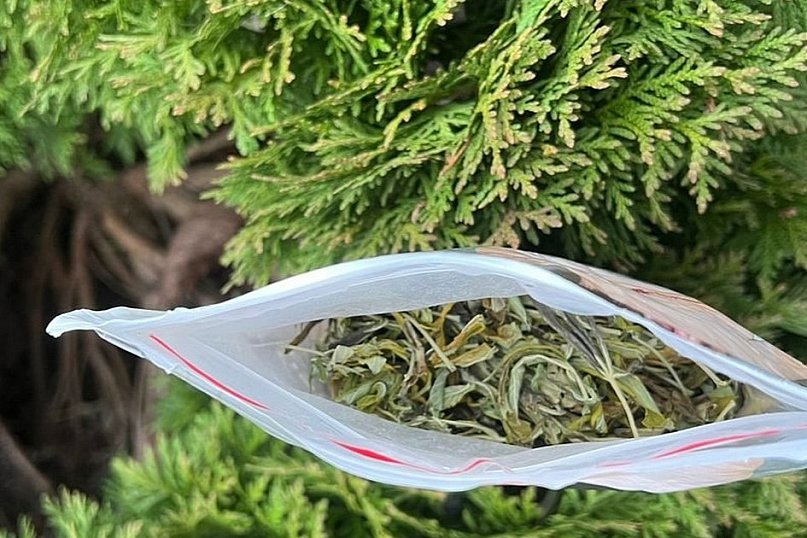 Narkotyki w krzewie tui