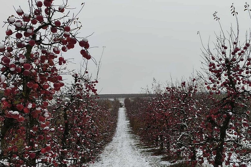 Sandomierskie sady pod śniegiem
