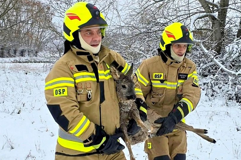 Strażacy ze Skopania uratowali młodą sarnę