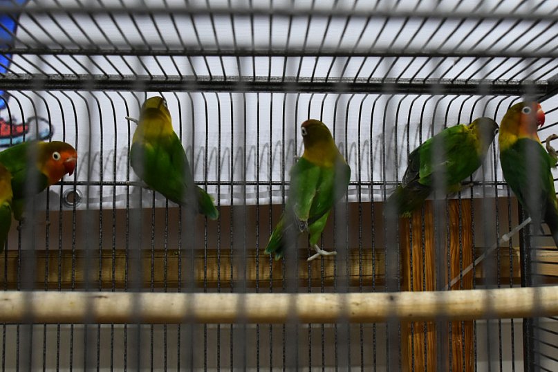 Wystawa gołębi, drobiu  i ptaków egzotycznych