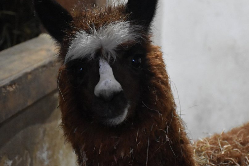 Żywa Szopka w Woli Baranowskiej