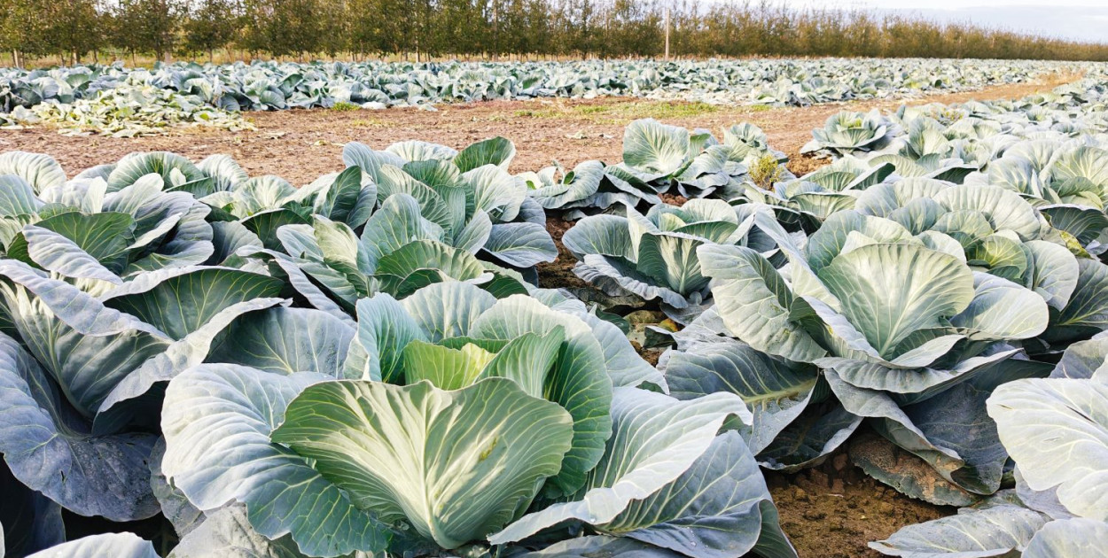 Rolnikom coraz częściej nie opłaca się zatrudniać pracowników