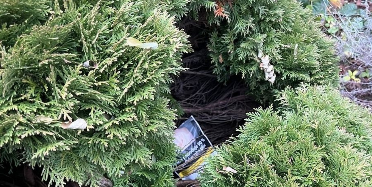 Narkotyki w krzewie tui. Fot. Policja Sandomierz