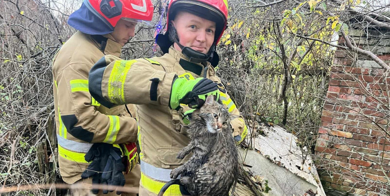 Cały i zdrowy kot został wyciągnięty z głeboki