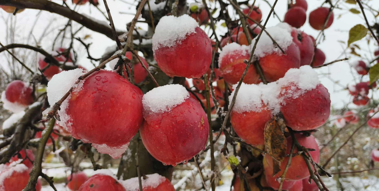Zima w sadach. Gmina Samborzec pod Sandomierzem