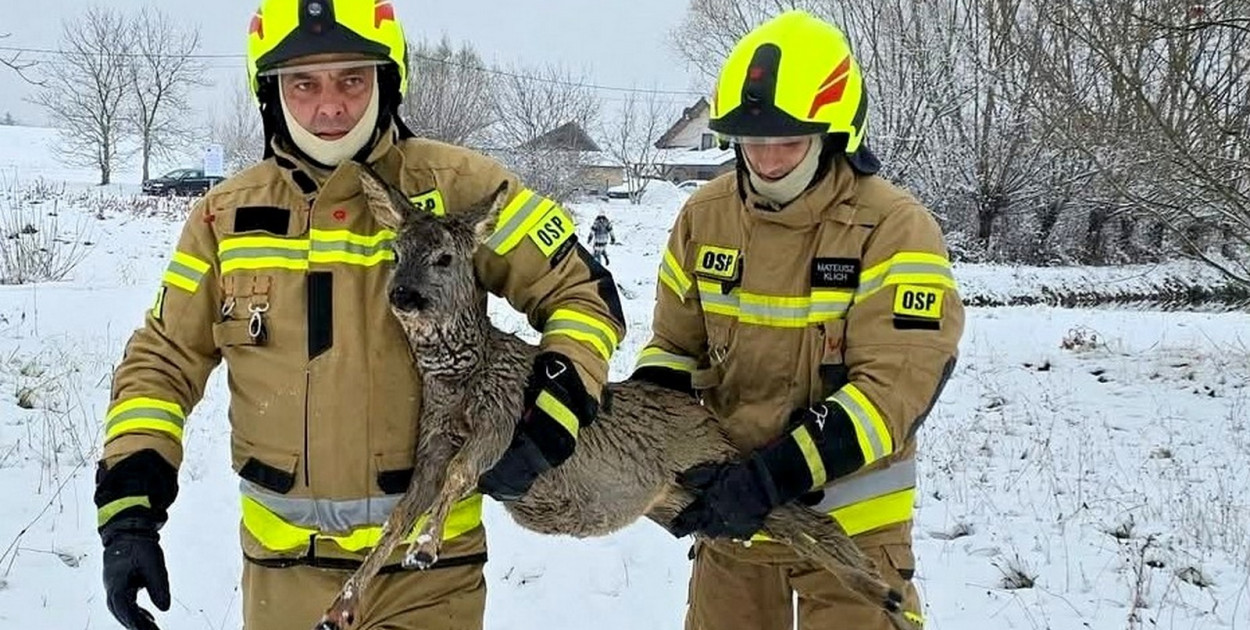 Uratowana w Skopaniu sarna w rękacg strażaków